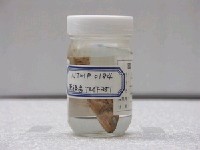 藏品(小紋石斑魚)的圖片